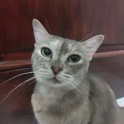 KUCING